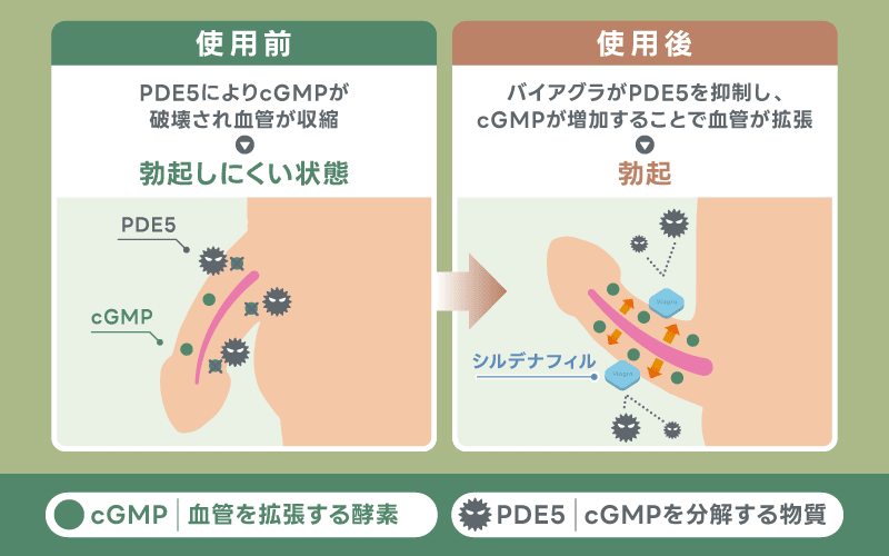 バイアグラ 効果